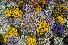 IMG_20250513_095721_HDR