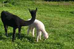 cervenec6