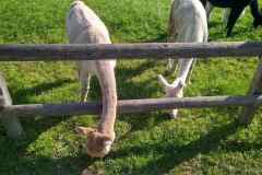 cervenec7