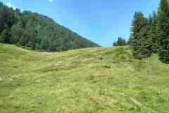 alm8