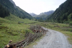 schau2